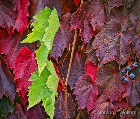 Autumn Vine_17948.jpg - Photographed at Smiths Falls, Ontario, Canada.